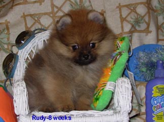 PuppyRudy 8 wks.jpg (80826 bytes)